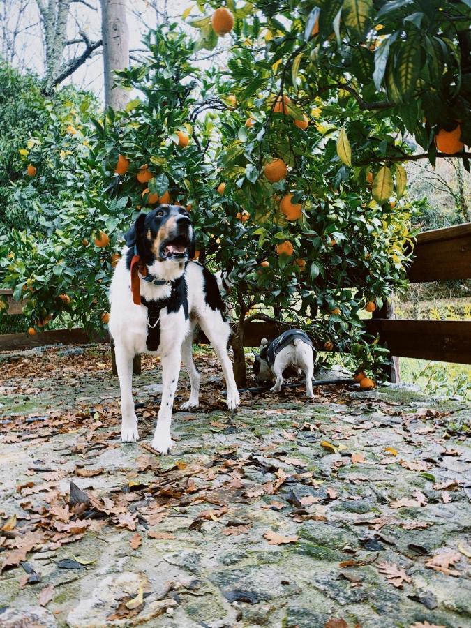 ファフェ Quinta Das Bollotasヴィラ エクステリア 写真